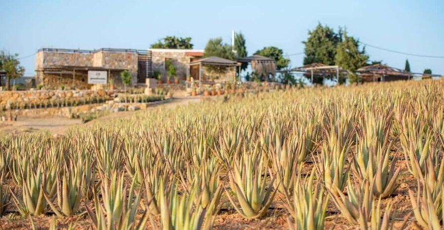 Discover Aloe: A Farm Walk & Workshop - The Aloe farm walk: how you’ll learn without a textbook