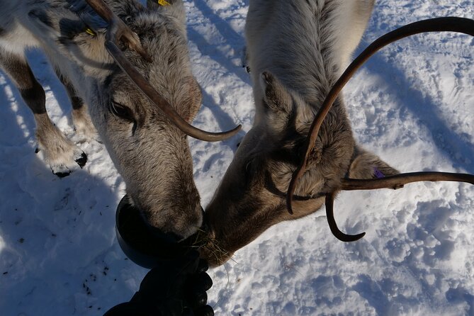 Discover Inari: Reindeer Farm, Siida Museum & Open Fire Lunch - Key things that make this Inari day worth it