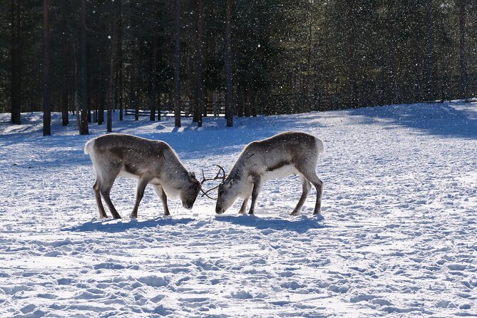 Discover Inari: Reindeer Farm, Siida Museum & Open Fire Lunch - Airamo reindeer farm: feeding and petting with context, not just selfies