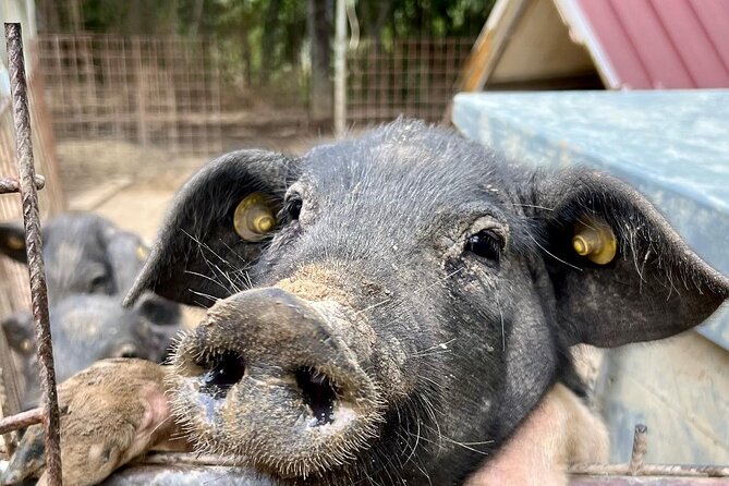 Discover Montepulciano: Cinta Senese Pigs, Lunch & wine in a Farm - Cinta Senese Farm Life Near Montepulciano: What You’re Actually Doing