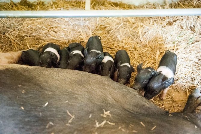 Discover Montepulciano: Cinta Senese Pigs, Lunch & wine in a Farm - Lunch on the Farm: Cinta Senese Cold Cuts, Pecorino, Jam, and Wine