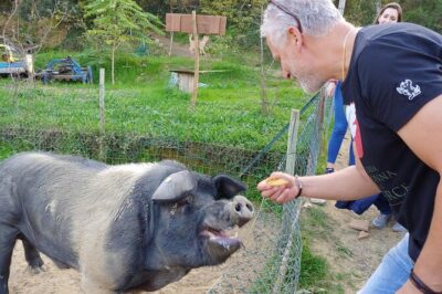 Discover Montepulciano: Cinta Senese Pigs, Lunch & wine in a Farm - Meeting Roberto and the Pigs: Ciro, Piglets, and Mud Time
