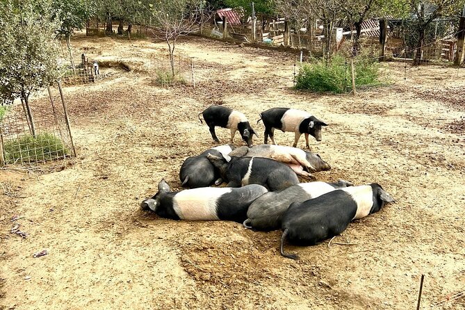 Discover Montepulciano: Cinta Senese Pigs, Lunch & wine in a Farm - Who This Farm Visit Suits Best (and Who Might Pass)