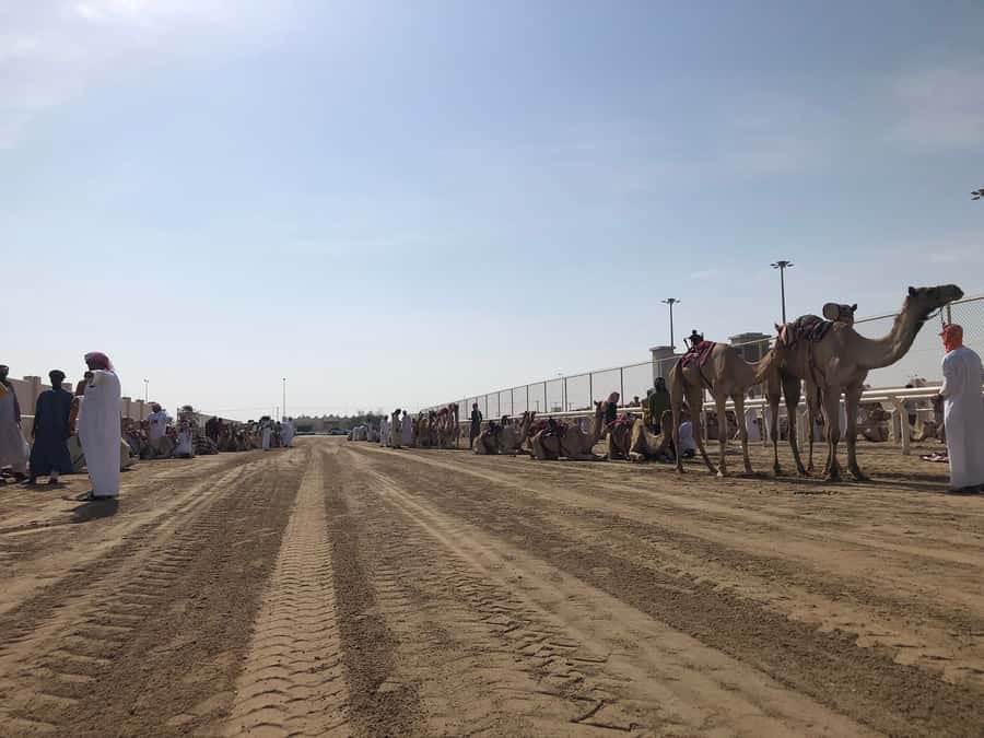 Doha Camel Racing Track: Oryx Farm & Sheikh Faisal Museum. - Key Points You’ll Actually Care About
