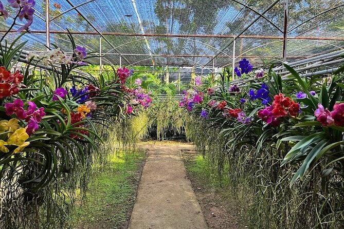 Doi Suthep Temple, Pha Lat Temple, Sticky Waterfall, Orchid farm - What the Guides Add (and Why Names Like Yosita and Bird Matter)