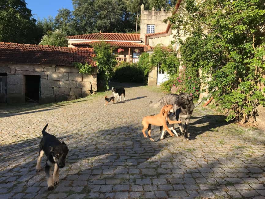 Douro Valley: Traditional Cooking Class, Farm Tour & Lunch - Lunch at the family table: eating what you made, with stories included