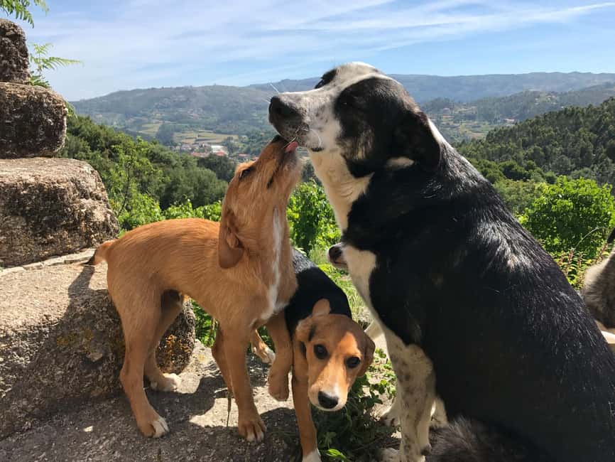 Douro Valley: Traditional Cooking Class, Farm Tour & Lunch - The wildfire rebuild story: why your ticket carries weight