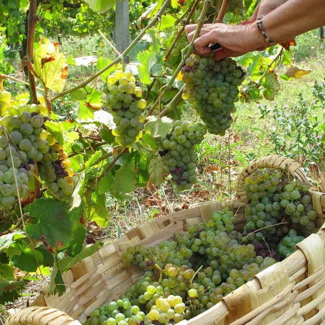 Douro Valley: Traditional Cooking Class, Farm Tour & Lunch - Price and logistics: what $169 buys you, and how to get there