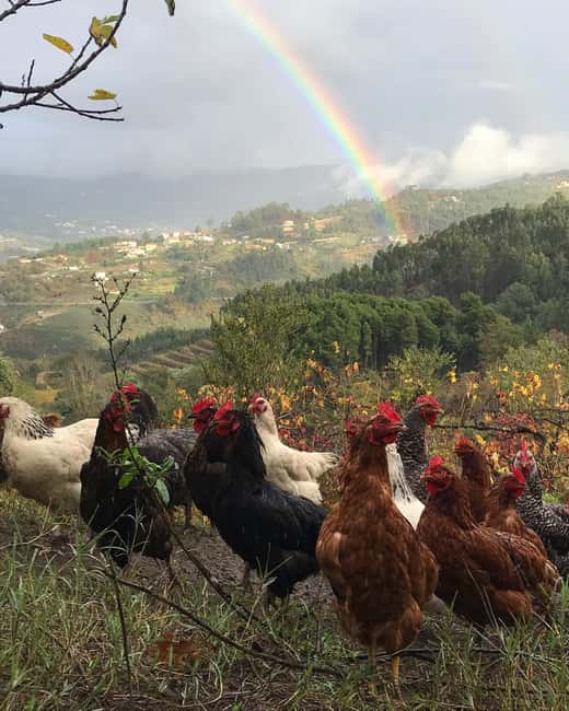 Douro Valley: Traditional Cooking Class, Farm Tour & Lunch - Language and group size: comfort matters, especially when you’re cooking