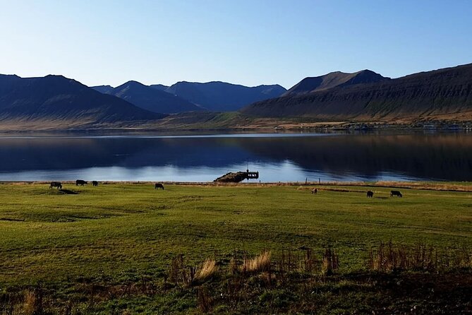 Dynjandi Waterfall & Iceland Farm Visit Tour - Potential Trade-Offs You Should Expect