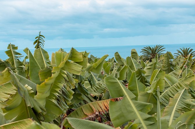 Eco banana farm Tour - Quick highlights you will remember