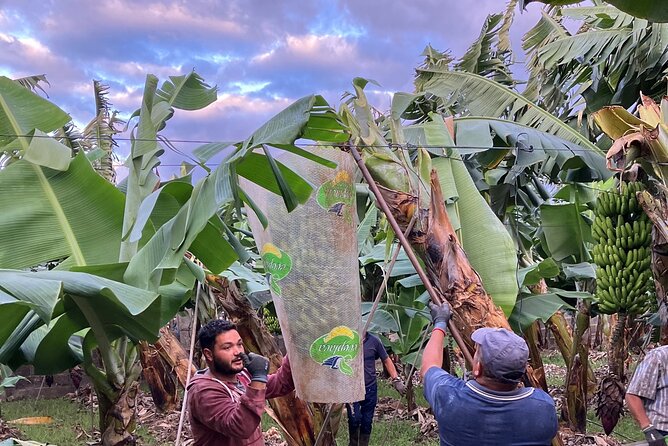 Eco banana farm Tour - Value check: is $24.20 worth it?