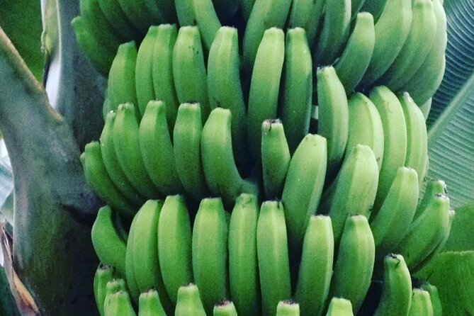 Eco banana farm Tour - Who should book this tour (and who might not love it)