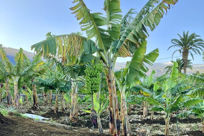 Eco banana farm Tour - Hitting El Rincón: setting and timing for a smooth start