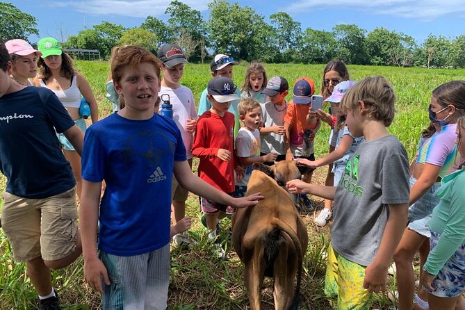 Eco Friendly Farming Tour to Explore Dorado's Most Beautiful Farm - The animal stops: hens, cattle, pigs, and sheep (the five-practice tour)