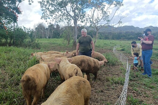 Eco Friendly Farming Tour to Explore Dorado's Most Beautiful Farm - Giant Grass Maze add-on: 3 miles of trails and a fun mystery game