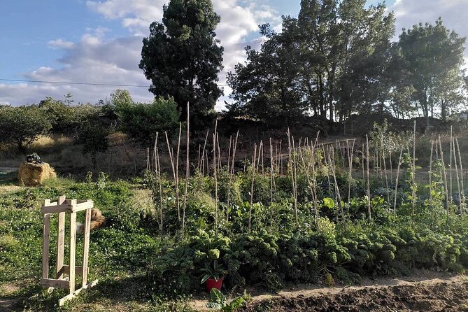 Ecotourism: Organic Farm & Animal Tour near Serra da Estrela - Orchard, olive grove, and vineyard: tasting with context