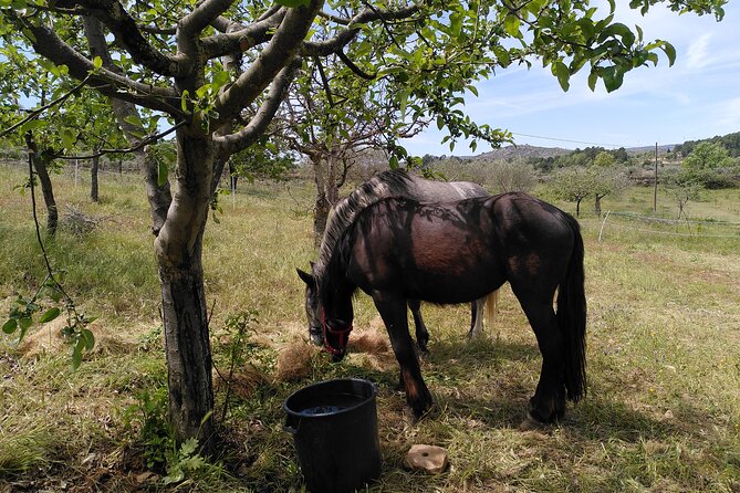 Ecotourism: Organic Farm & Animal Tour near Serra da Estrela - Sustainable living taught like real life