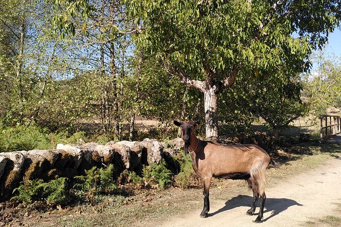 Ecotourism: Organic Farm & Animal Tour near Serra da Estrela - What’s included (and what to plan on yourself)