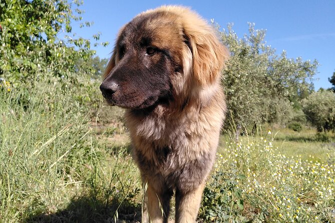 Ecotourism: Organic Farm & Animal Tour near Serra da Estrela - Logistics that can make or break a farm day