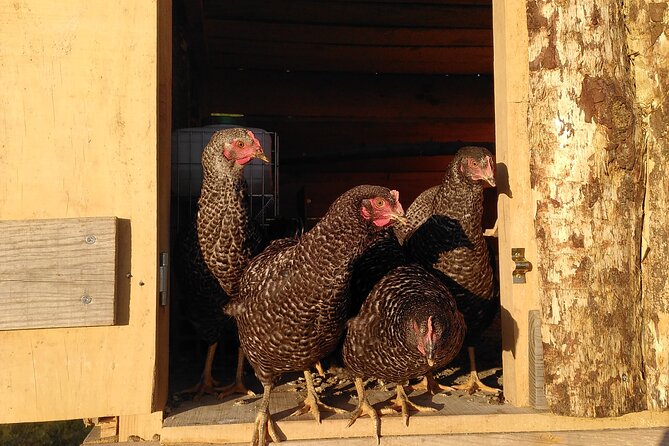Ecotourism: Organic Farm & Animal Tour near Serra da Estrela - Price and value: is $71.04 worth it?