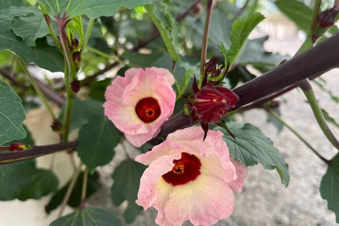 Edible Hibiscus Guided Farm Tour (Big Island) - A Hibiscus Farm Stop on the Hamakua Coast (Honokaa)