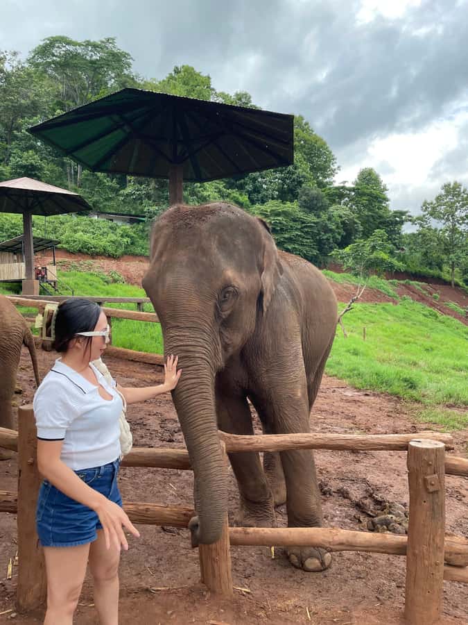 Elefin Farm & Cafe Half-day tour with Private Car - The short version: a focused half-day outside Chiang Mai’s old city