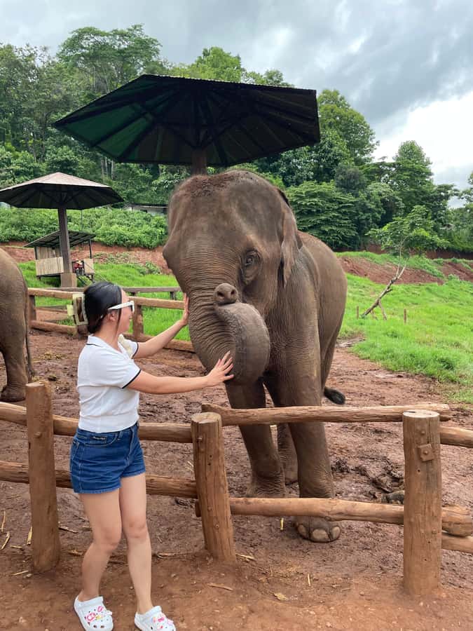 Elefin Farm & Cafe Half-day tour with Private Car - Elefin Farm & Cafe: gentle elephants and a proper feeding session