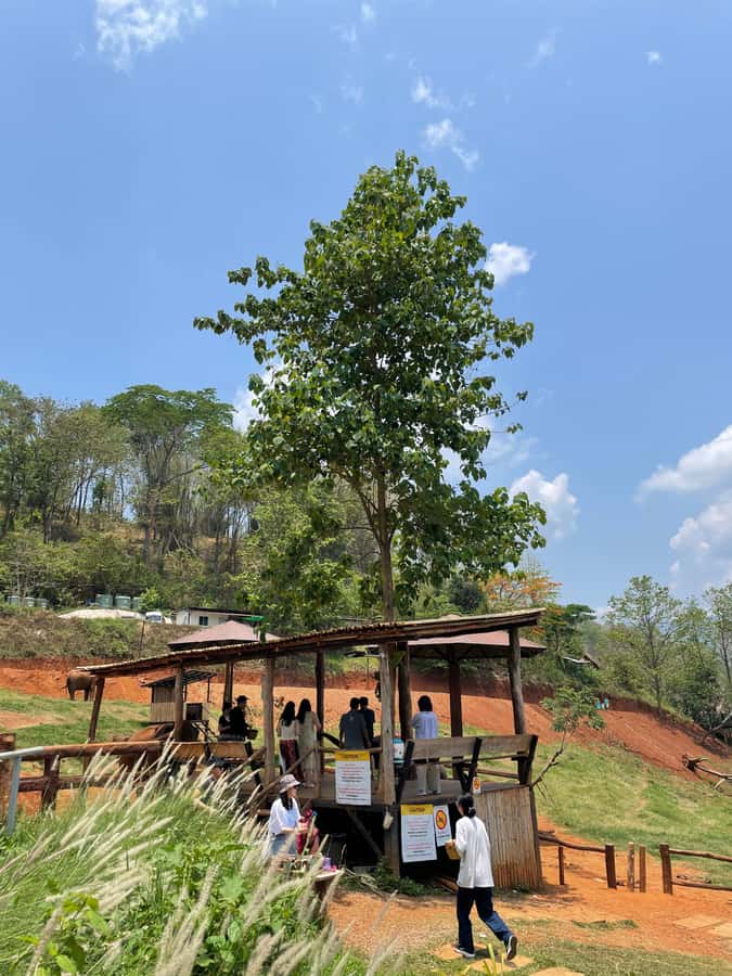 Elefin Farm & Cafe Half-day tour with Private Car - Best-fit travelers and who should skip it