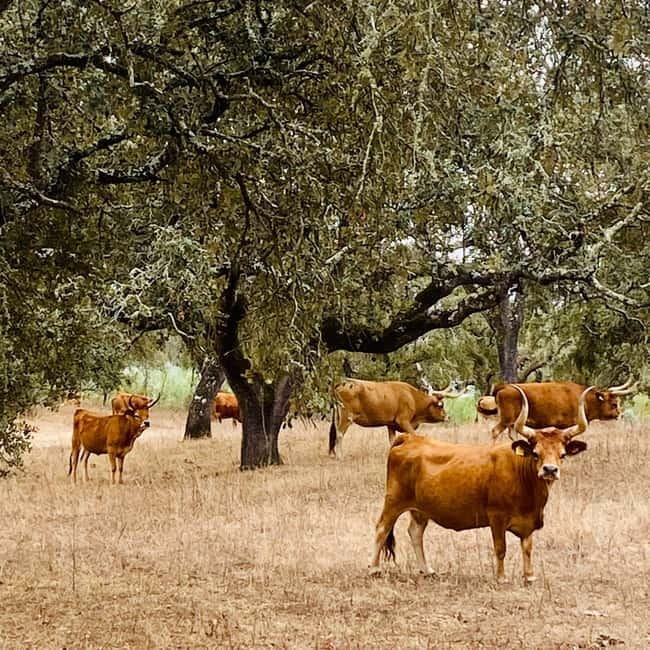 Évora: Cork Factory and Cork Farm Lunch included - Lunch at Telma’s family restaurant in the Alentejo way