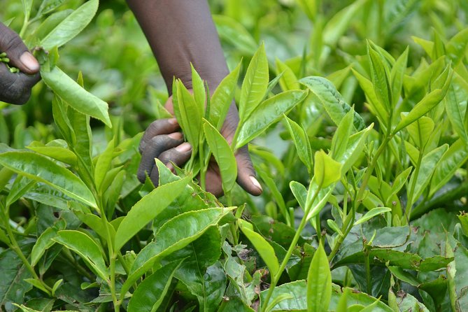 Excursion to Kiambethu Tea Farm - Door-to-door pickup and a full nine-hour day
