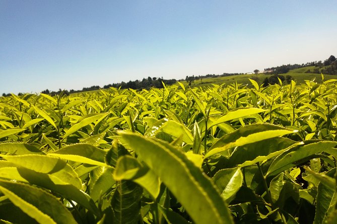 Excursion to Kiambethu Tea Farm - Entering Kiambethu Farm: tea fields, garden paths, and wildlife spotting