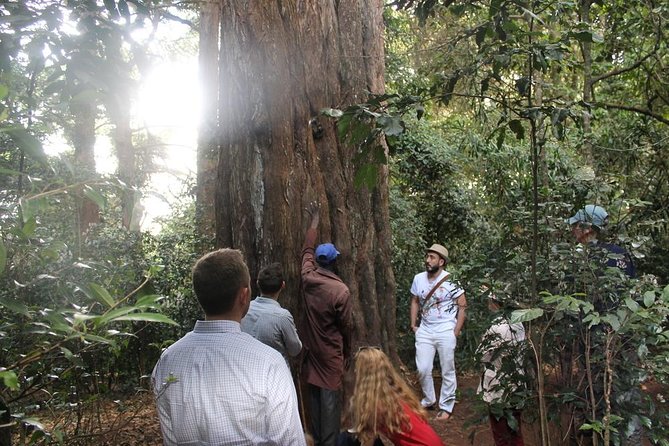 Excursion to Kiambethu Tea Farm - Price and value: is $140 worth it for Nairobi?