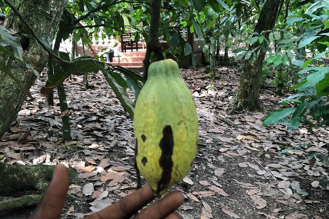 Experience Boti Waterfalls, Aburi Botanical Gardens & Tetteh Quarshie Cocoa Farm - Boti Waterfalls: Umbrella Rock, the 3-headed palm, and the 250m climb