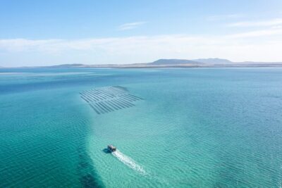 Experience Coffin Bay Oyster Farm and Bay Tour - Getting into the water: waders, hands-on farming, and why it matters