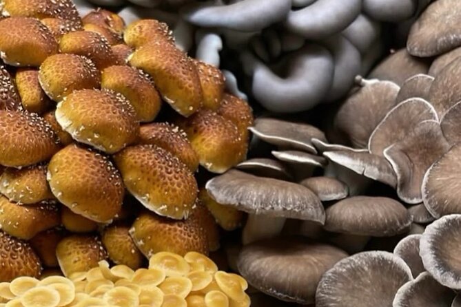 Explore Chicago’s Indoor Mushroom Farm Experience - Key Highlights You’ll Actually Care About