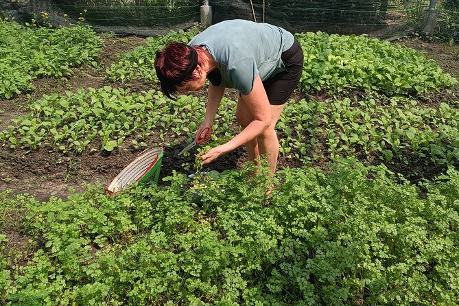 Exploring organic farm & Vietnamese Culinary with Master chef - At 8:45am: what you do on the organic farm