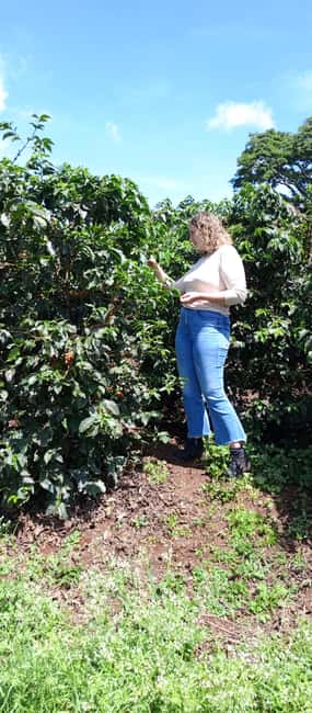 FAIRVIEW COFFEE FARM DAY TOUR - Key things that make Fairview Coffee Farm Day Tour worth your time