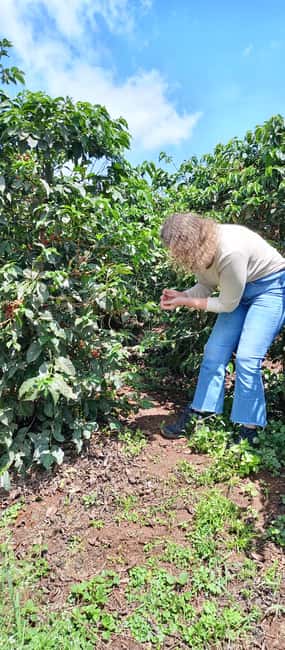 FAIRVIEW COFFEE FARM DAY TOUR - Getting to Fairview Coffee Estate: the 30-minute ride that sets the tone