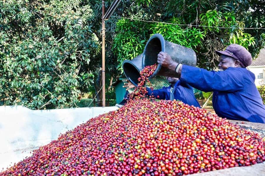 Fairview Coffee Farm Day Tour in Nairobi with Pickup - The guided estate tour: learning coffee growth on the Fairview grounds