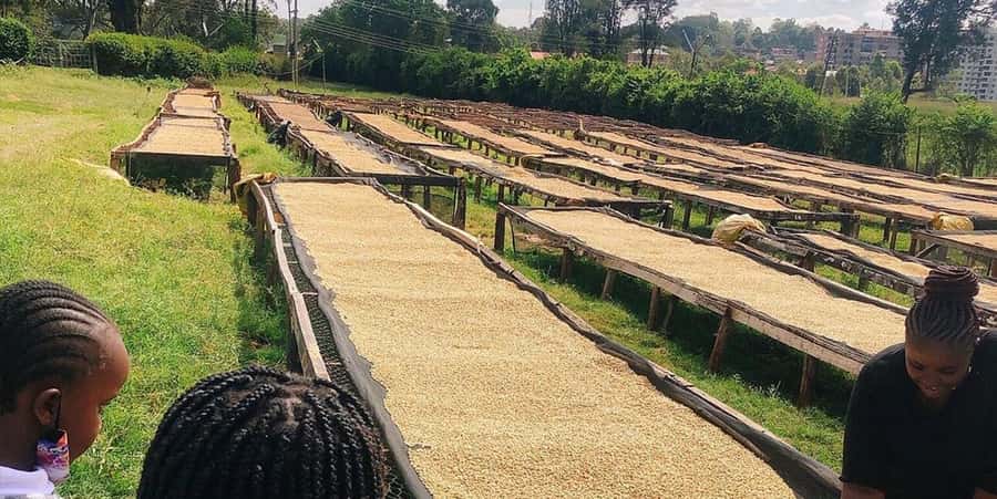 Fairview Coffee Farm Day Tour in Nairobi with Pickup - Price and logistics: what the $95 covers, and what costs extra