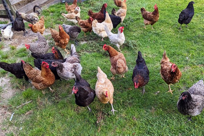 Farm Experience with Ponies, Bunnies, Chickens and Goats - A Working Equine Therapy Ranch, With Real Animal Contact