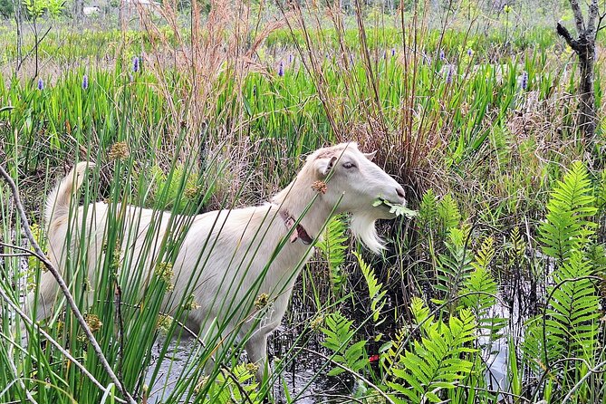 Farm Experience with Ponies, Bunnies, Chickens and Goats - Hitting the Meeting Point in Oviedo (and What “Private” Means)