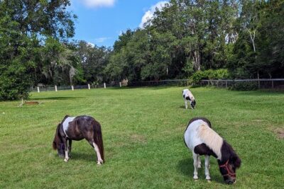 Farm Experience with Ponies, Bunnies, Chickens and Goats - Rain, Timing, and Staying Comfortable Around Animals