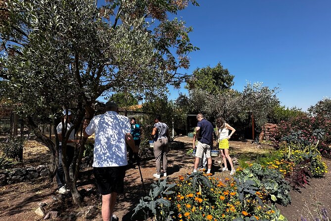 Farm to Table Cooking Experience in San Miguel - From Pickup to Organic Farm: The Morning Setup