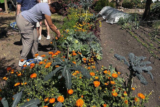 Farm to Table Cooking Experience in San Miguel - Price and Value: Why $250 Can Make Sense