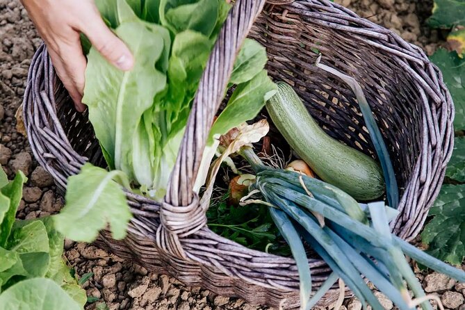 Farm To table Experience on an organic hilltop estate in Tuscany - Should you book this Tuscany farm-to-table day?