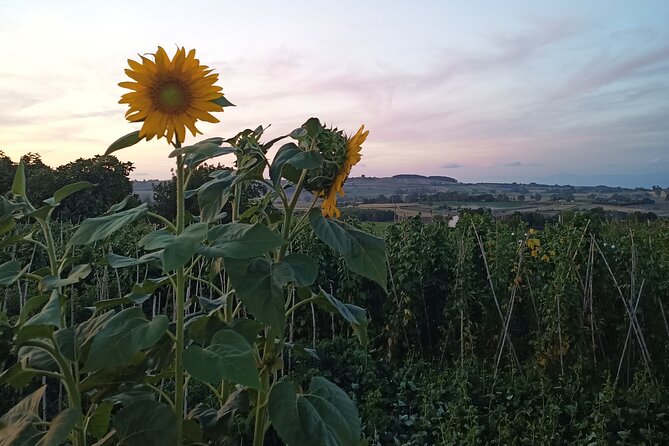 Farm-to-table Food Experience - The meal: antipasto first, then pasta, then a local dessert