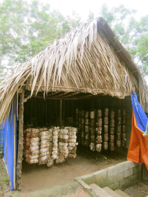 Farm-To-Table Healthy Cooking Class: Half-Day Tour - Rice Cultivation: Why It Belongs in a Healthy Cooking Class