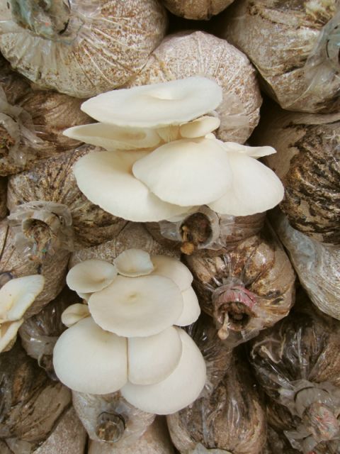 Farm-To-Table Healthy Cooking Class: Half-Day Tour - Cooking Class Flow: Healthy Vietnamese Dishes, Real Technique